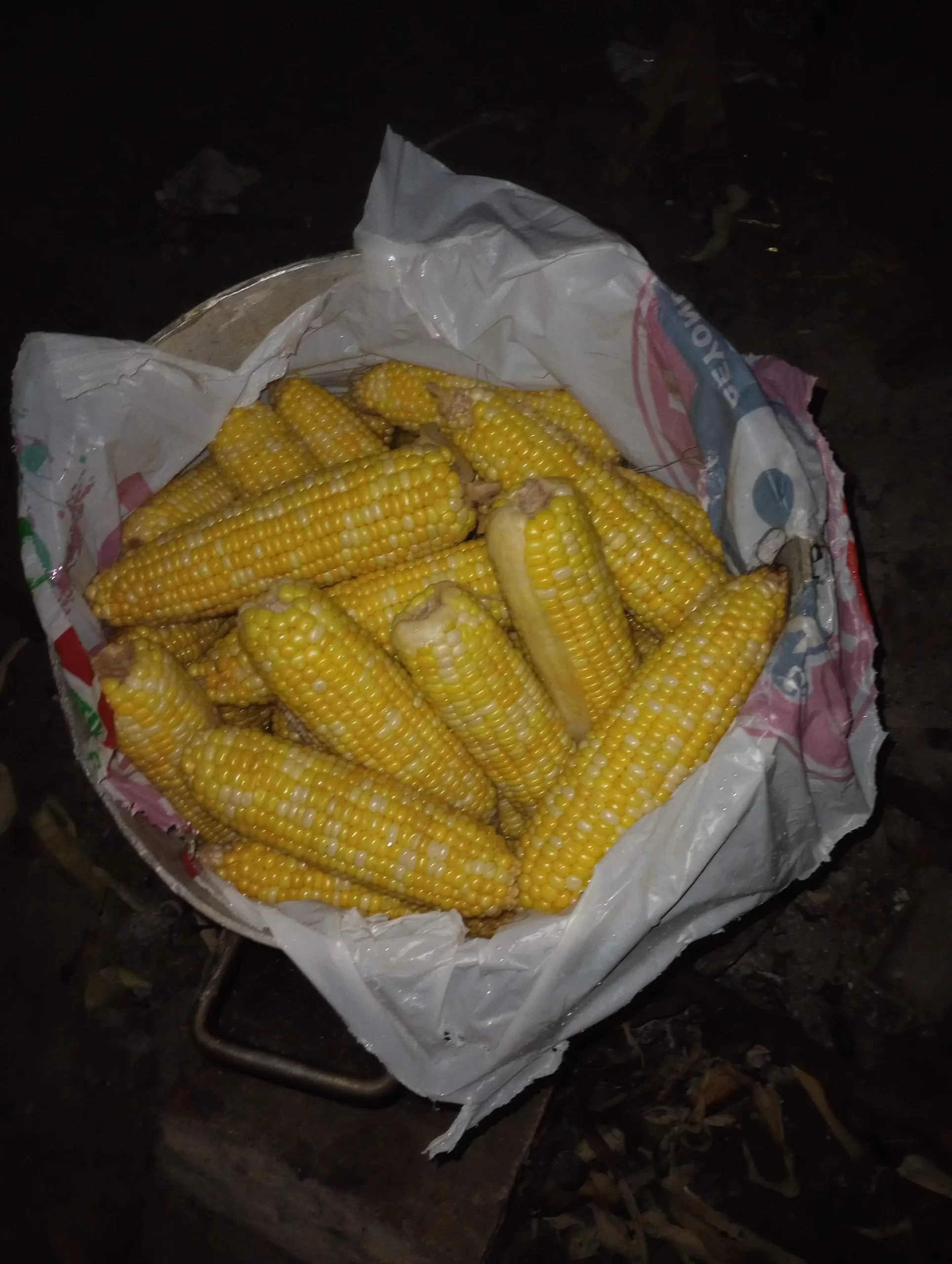 Freshly cooked corn