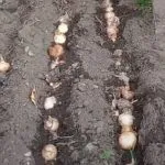 Youth Urban Farm Program